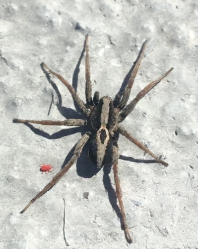 Réf. 230 396 : Alopecosa albofasciata
